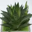 Elegant Gasteria Flow Plant in a Decorative Square Glass Jar