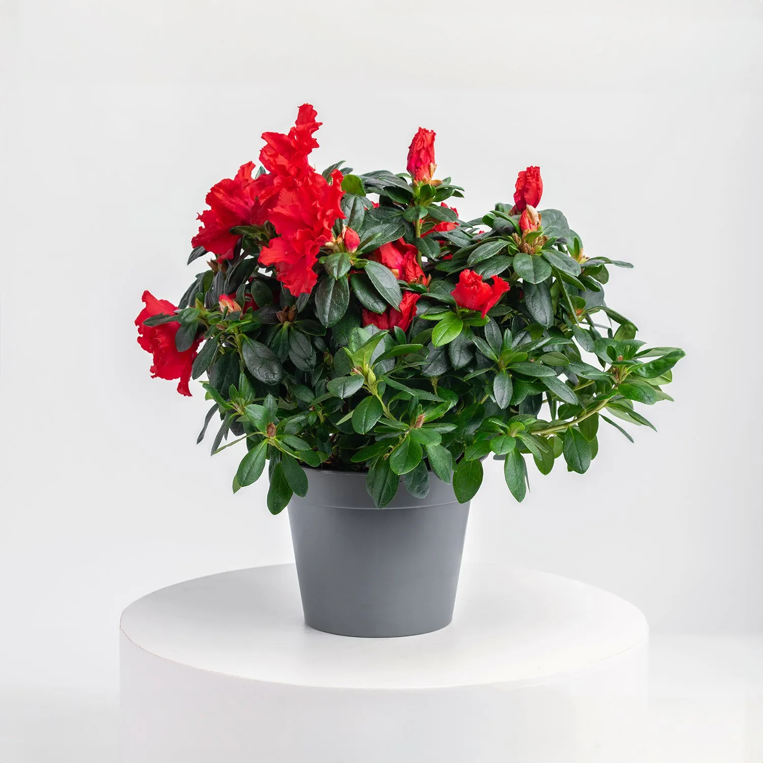 Red Azalea Plant