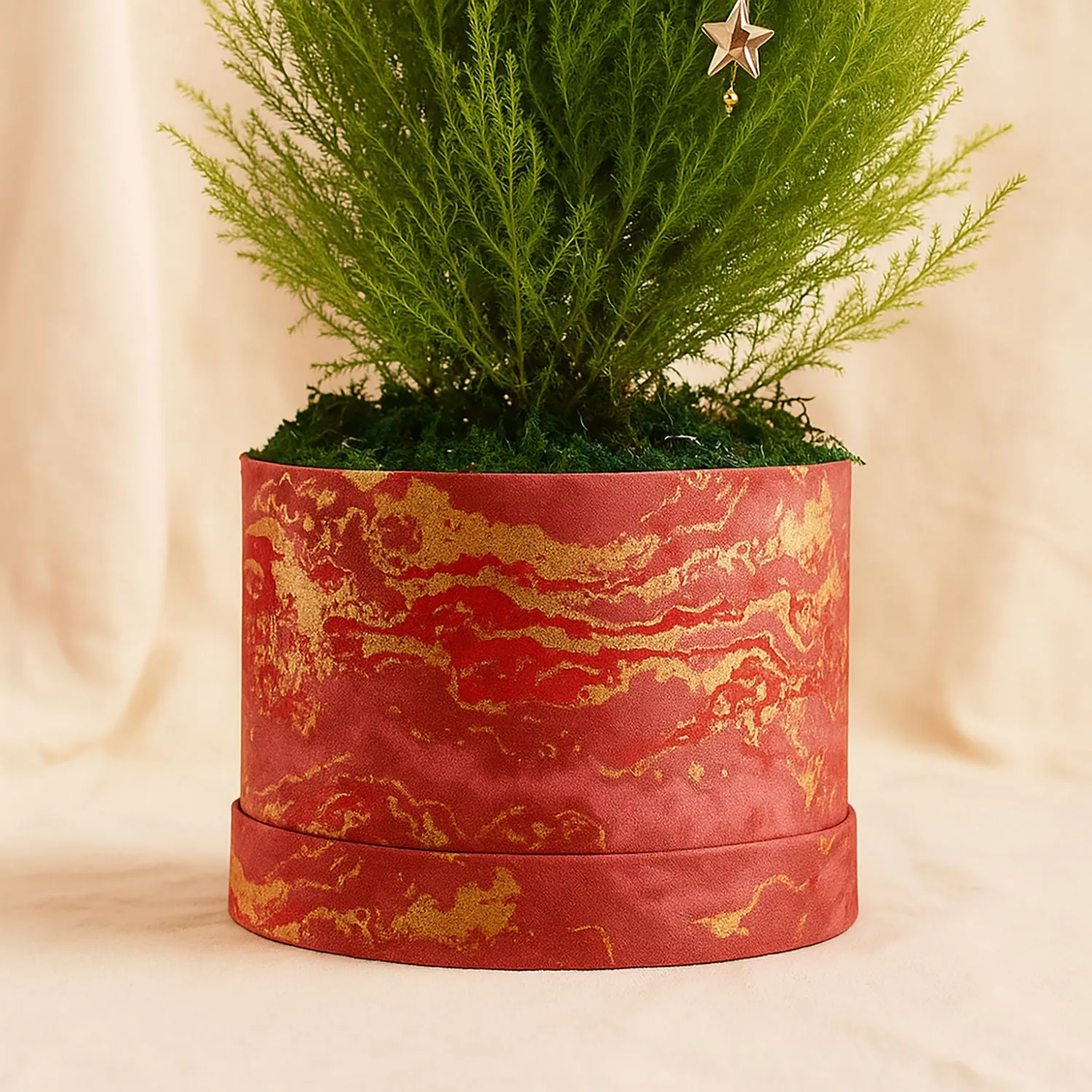 Decorated Festival Cupressus Plant