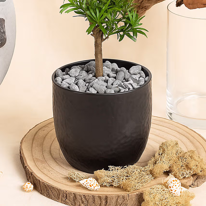 Bonsai Buddhist Pine Plant in Black Ceramic Pot