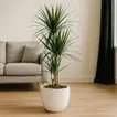 Elegant Dracaena Marginata in Stylish White Cement Pot