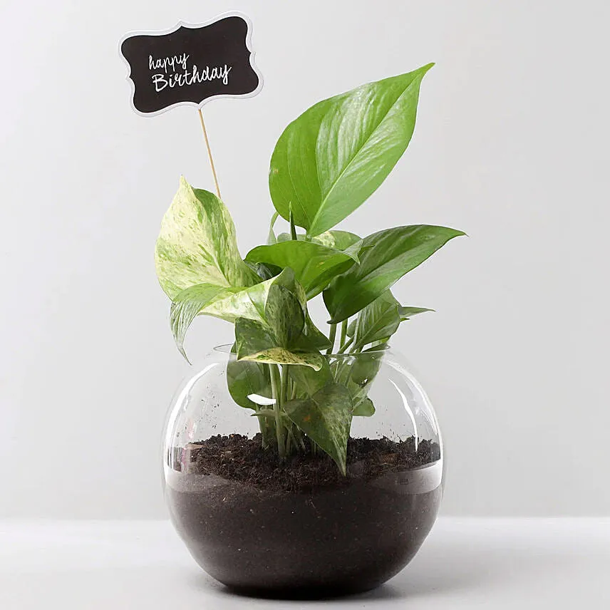 Birthday Theme Money Plant with Cake