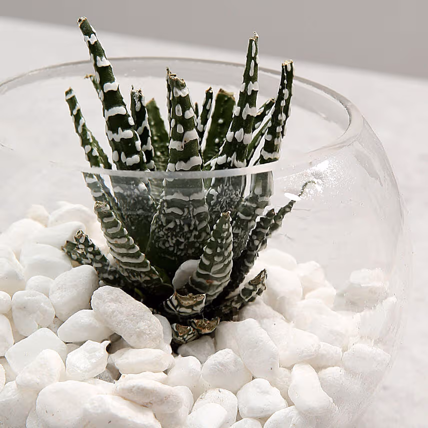 Haworthia in Fish Bowl