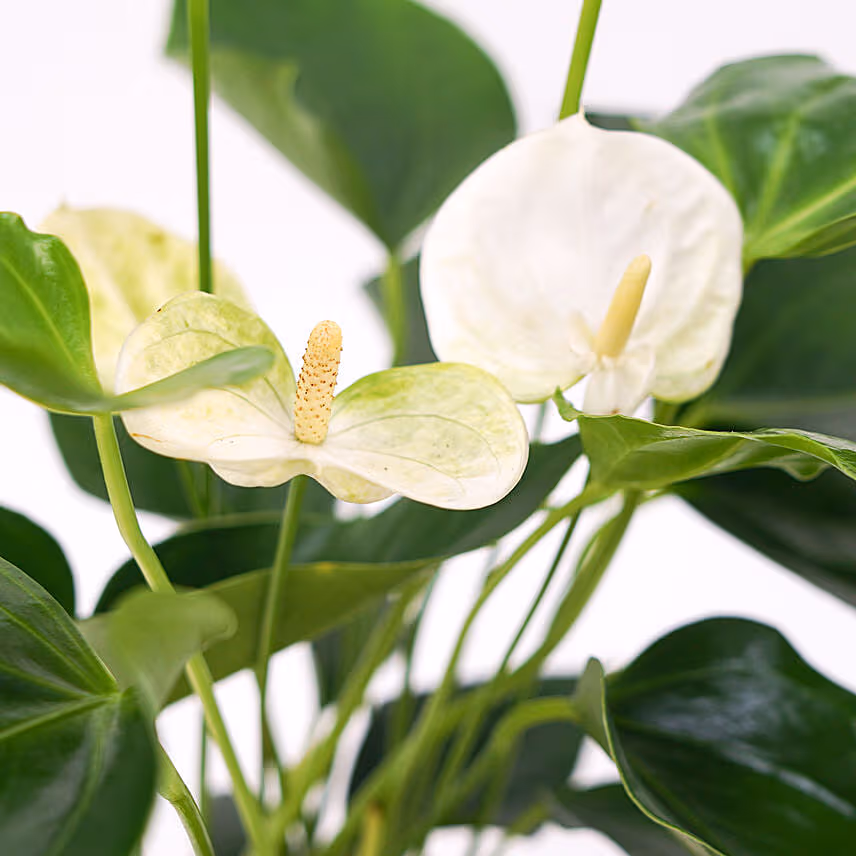 Red And White Anthurium Plants Combo