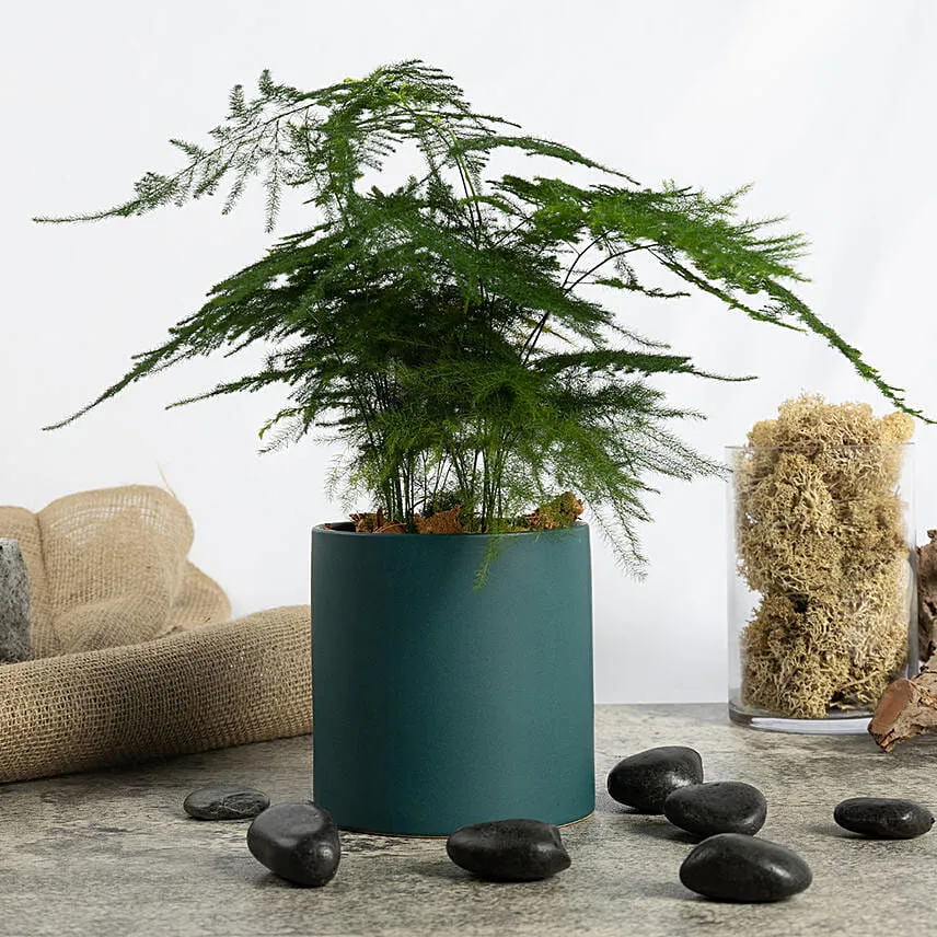 Asparagus Fern Beauty in a Pot