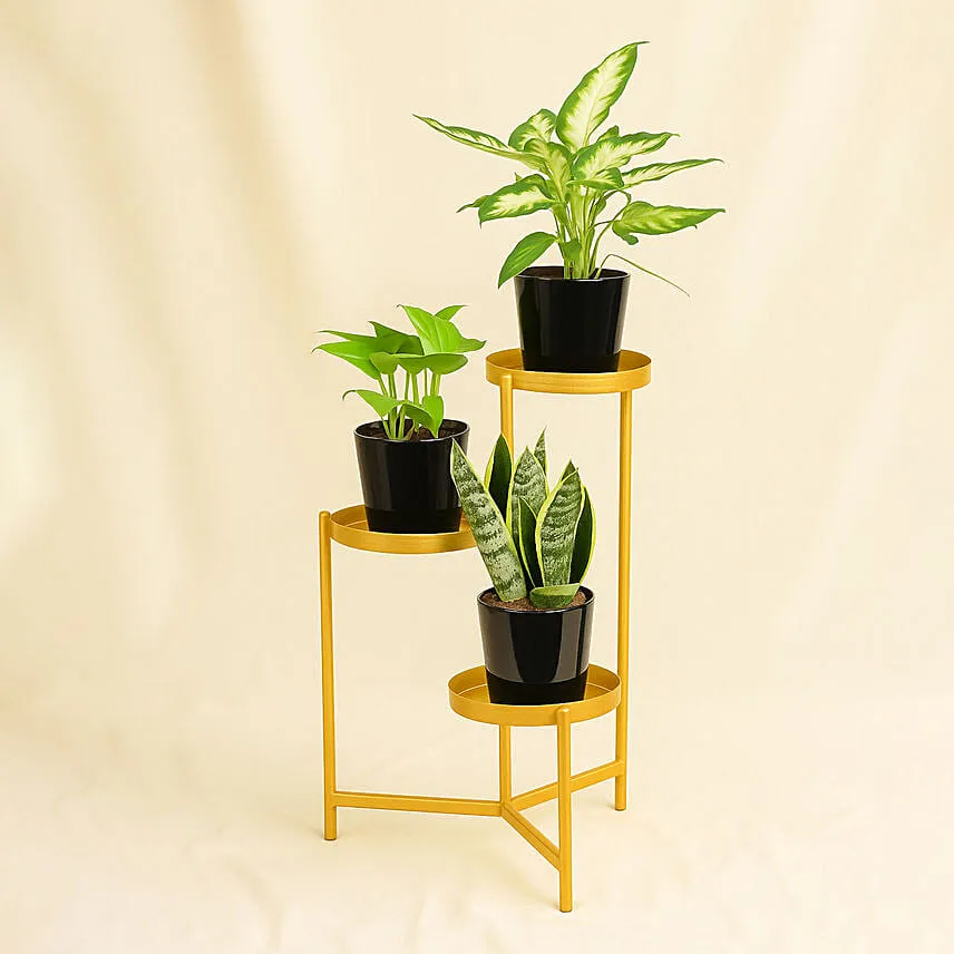 Low Maintenace Plant Decor Stand