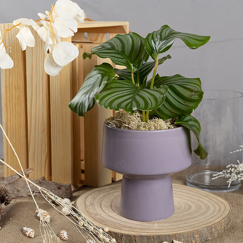 Calathea Orbifolia