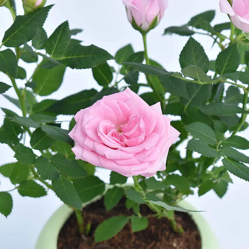 Pink Rose Plant