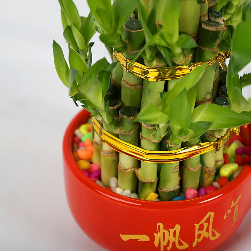 Smooth Sailing Lucky Bamboo