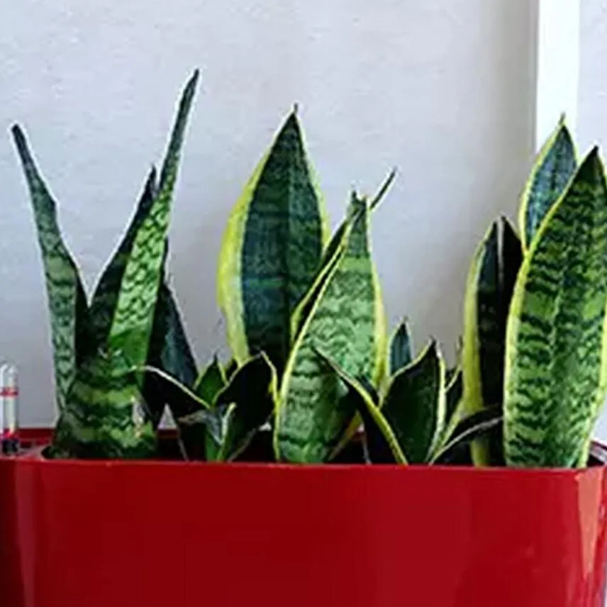 Sansevieria Plant in Red Plastic Pot