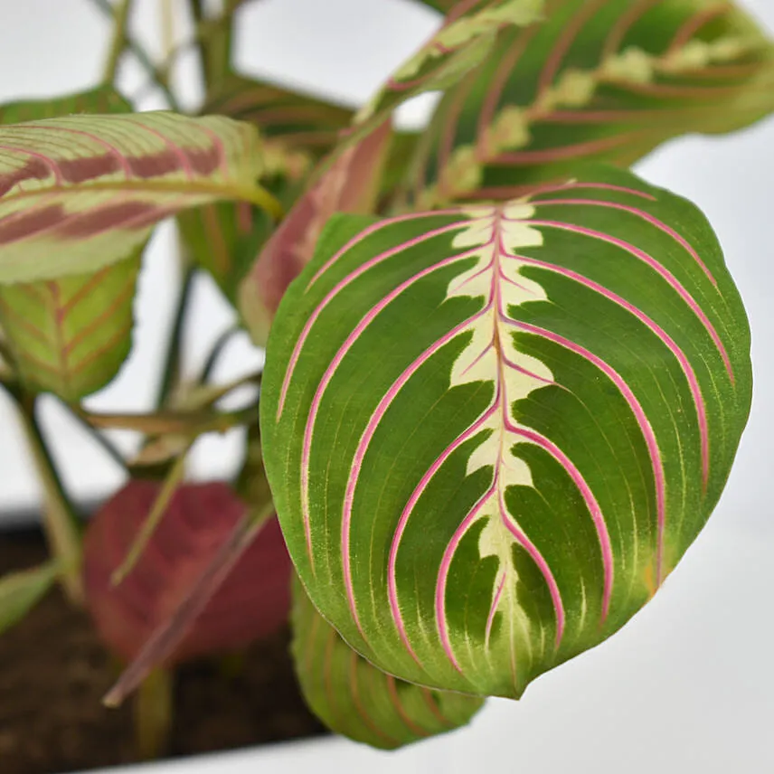 Maranta Potted Plant
