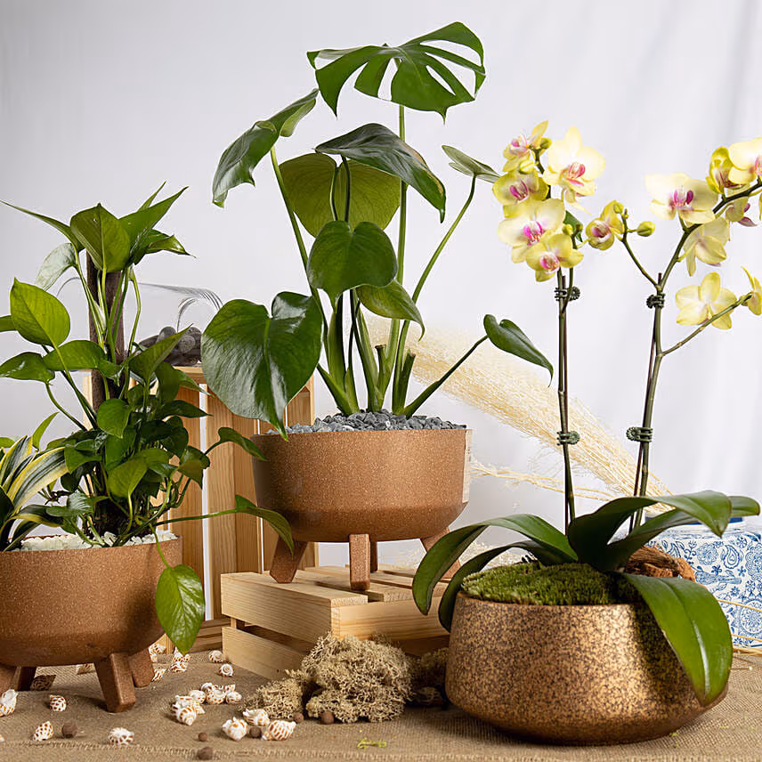 Radiant Plants Trio