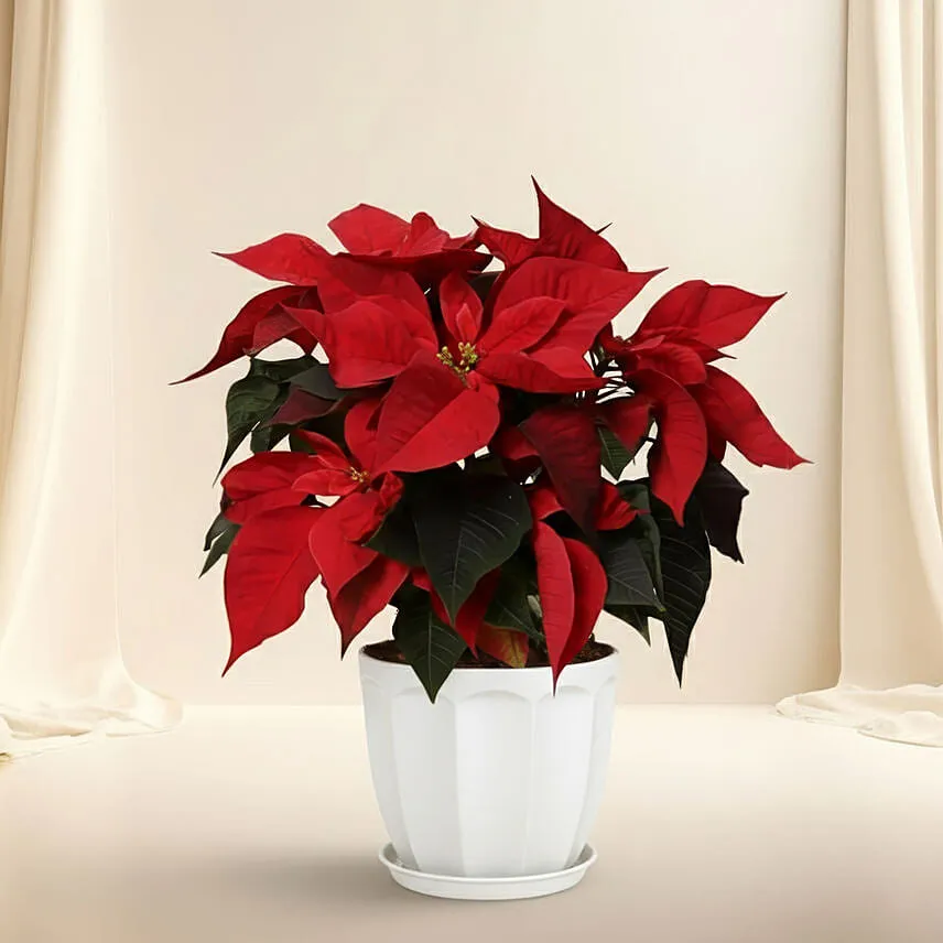 Poinsettia Plant In Wooden Vase