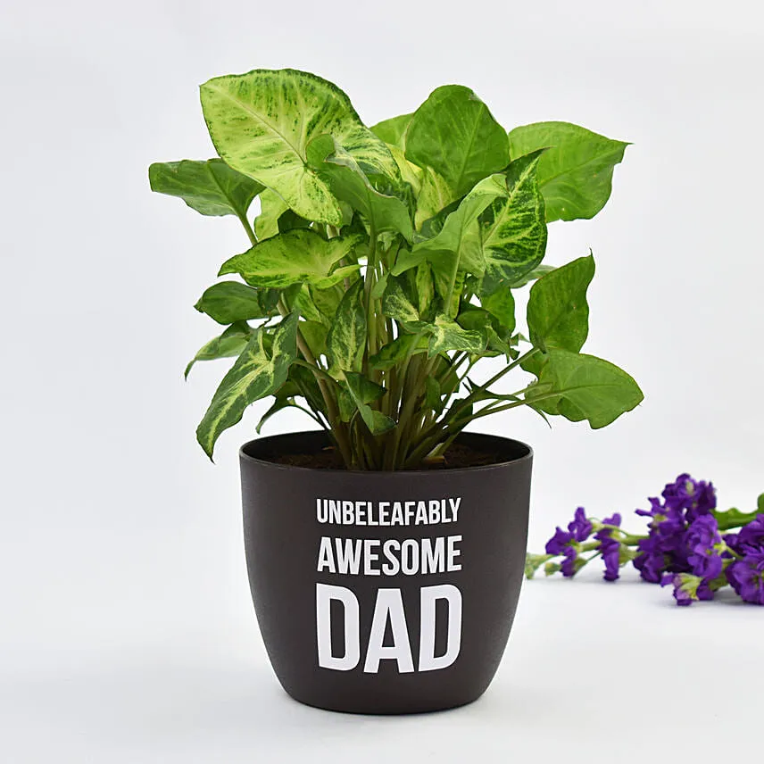 Awesome Dad Syngonium Plant
