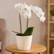 Elegant White Phalaenopsis Orchid Plant - Symbol of Peace and Harmony