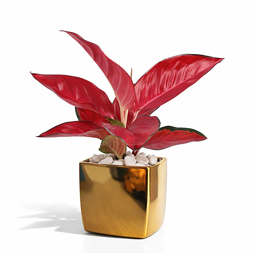 Aglonema Maria in Pink Planter