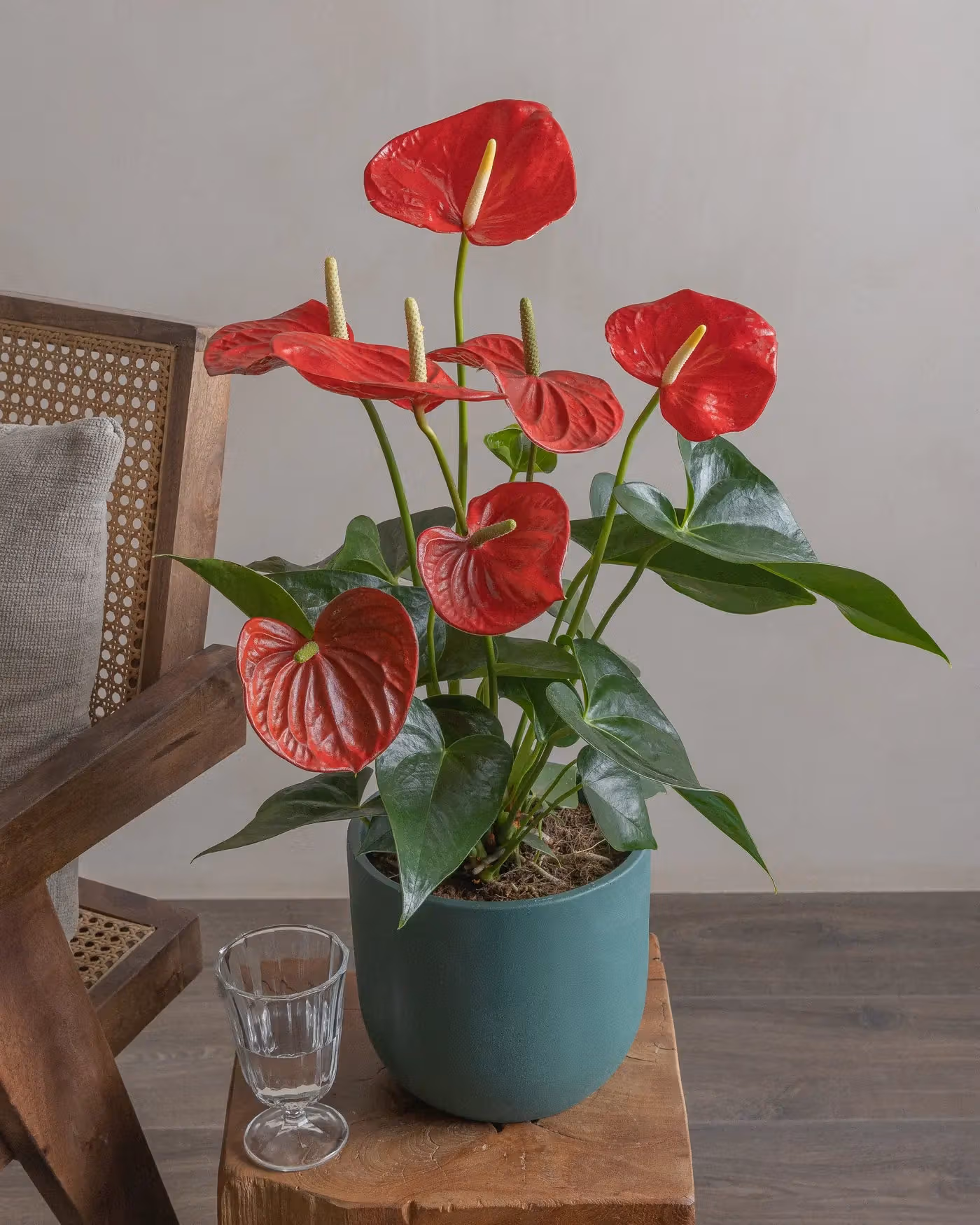 Varient Advanced - Test Product - Nursery / White