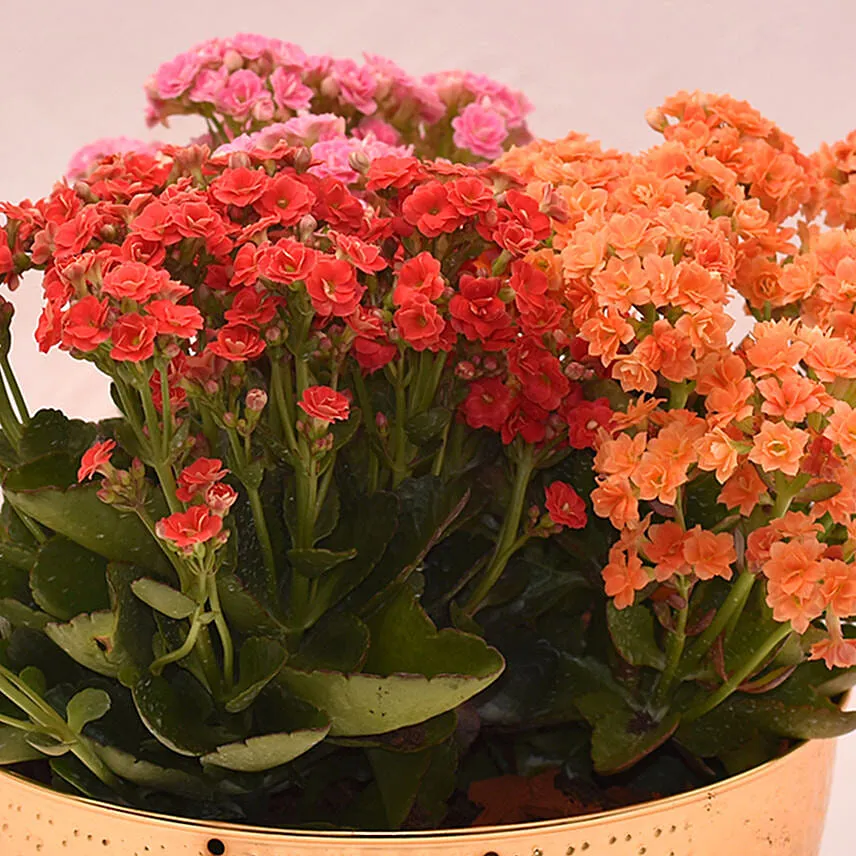 Mixed Kalanchoe Plant's in Gloden Pot