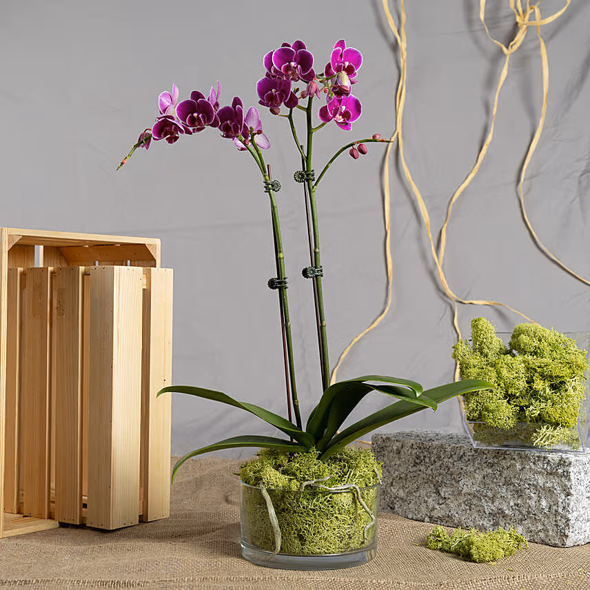 Dual Stem Purple Orchid with Premium Chocolates