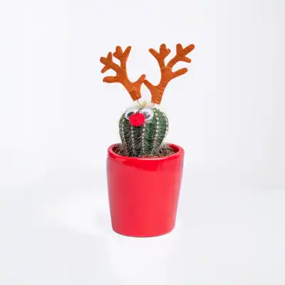 Festive Xmas Cactus with Reindeer Antlers in Red Pot