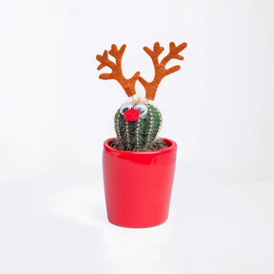 Festive Xmas Cactus with Reindeer Antlers in Red Pot