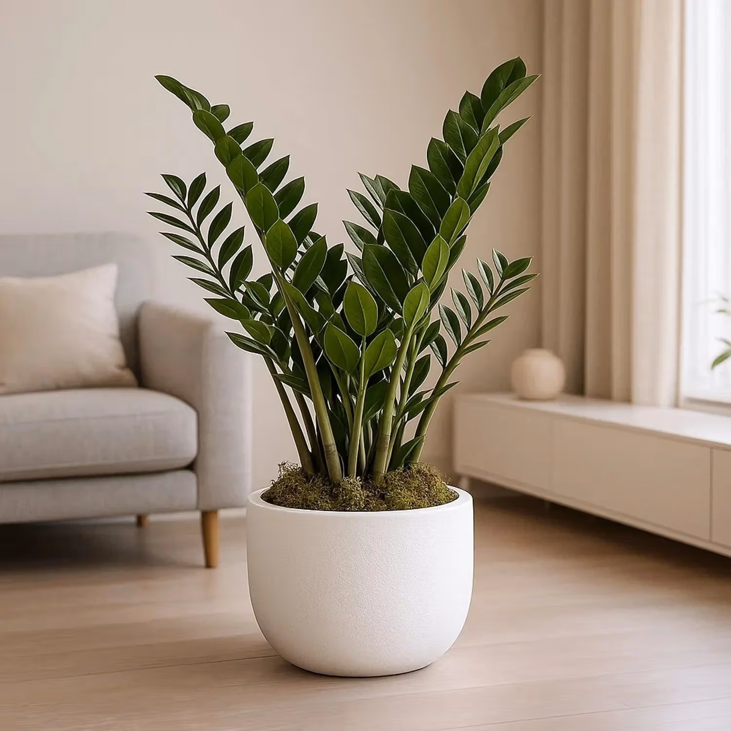 Elegant ZZ Plant in Stylish White Cement Pot - Perfect for Home and Office Decor