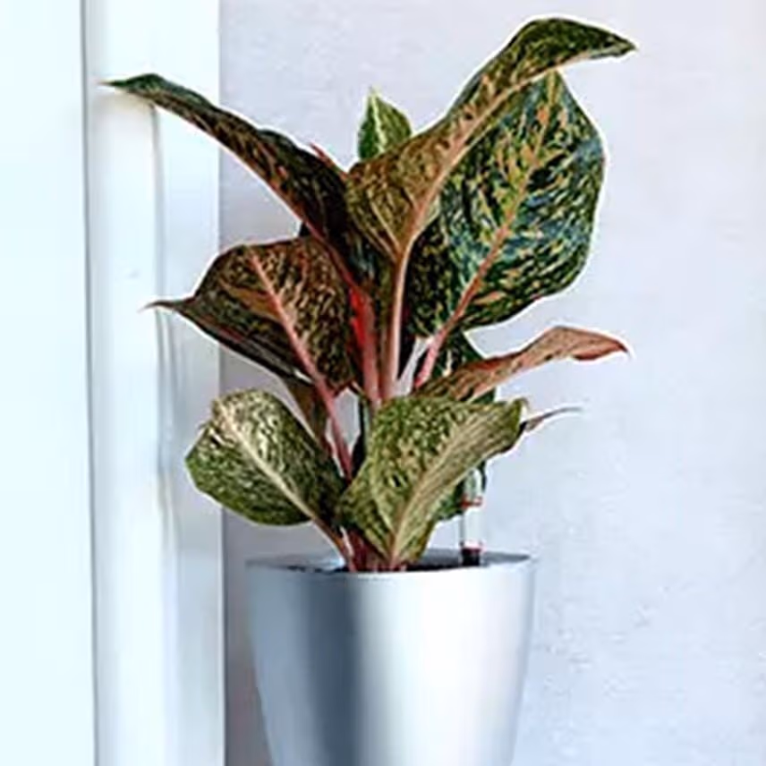 Red Aglaonema Plant in Silver Plastic Plant