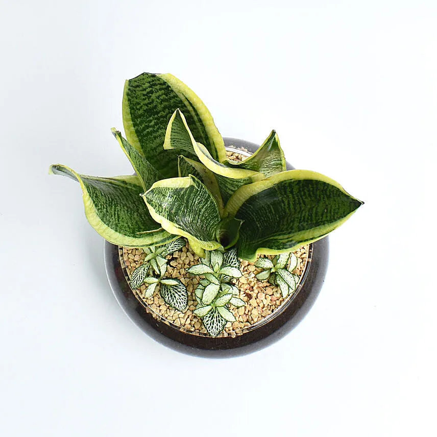 Snake Plant and Fittonia Dish