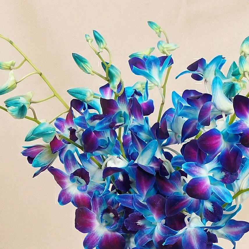 Mesmerizing Blue Orchids