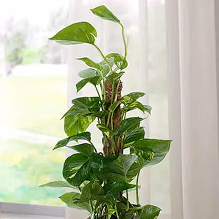 Jute Wrapped Epipremnum Aureum Plant