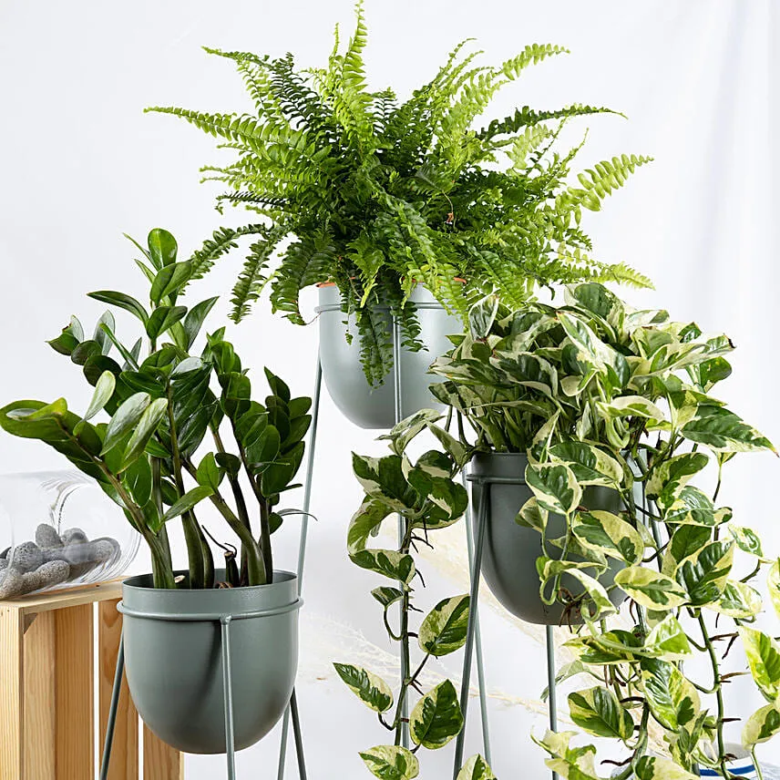 Set of Plants in Premium Stand