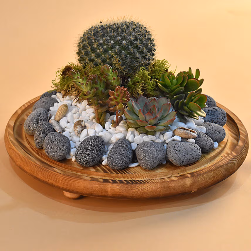 Succulent Plants Dome Glass Terrarium