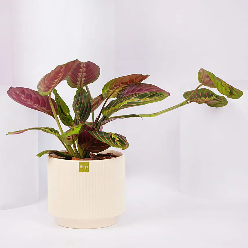Maranta Potted Plant