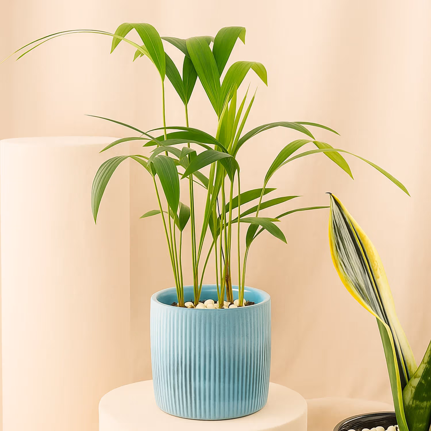 Trio of Air Purifying Plants