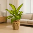 Elegant Rustic Wrap Dieffenbachia Camilla Plant - Perfect for Home Decor