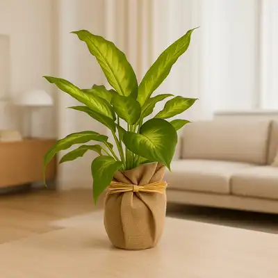 Elegant Rustic Wrap Dieffenbachia Camilla Plant - Perfect for Home Decor