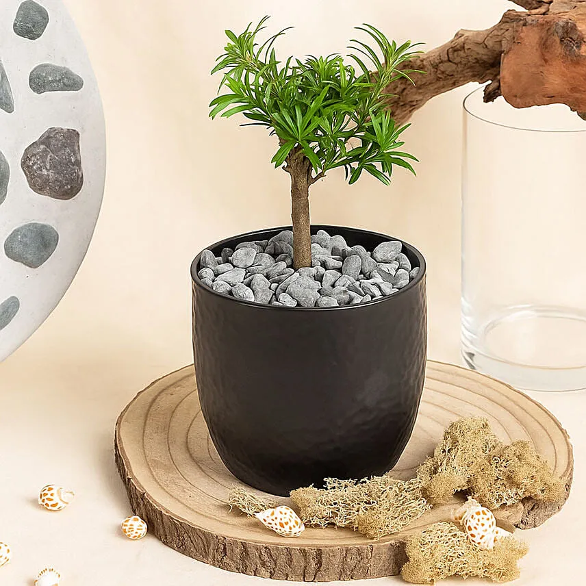 Bonsai Buddhist Pine Plant