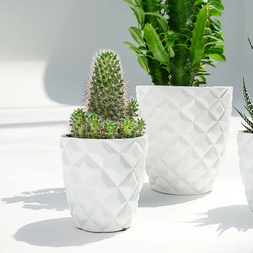 Euphorbia Trigona with Cactus and Haworthia