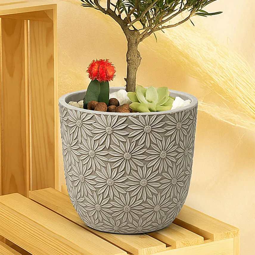 Buddhist Pine Plant Bonsai Garden