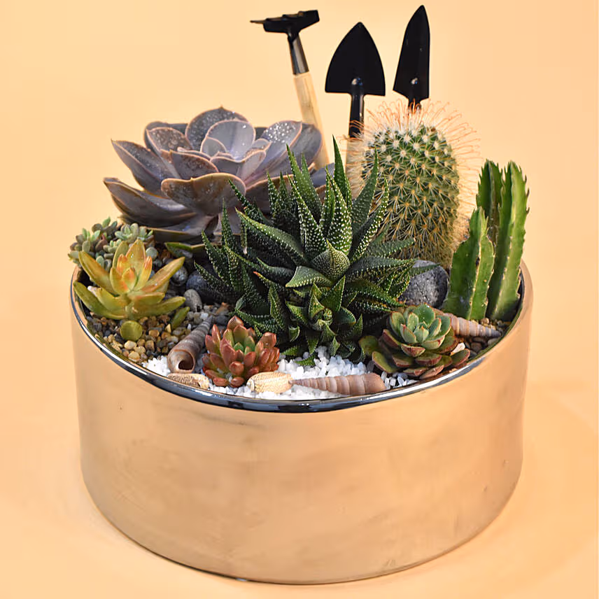 Mini Succulent Garden Container