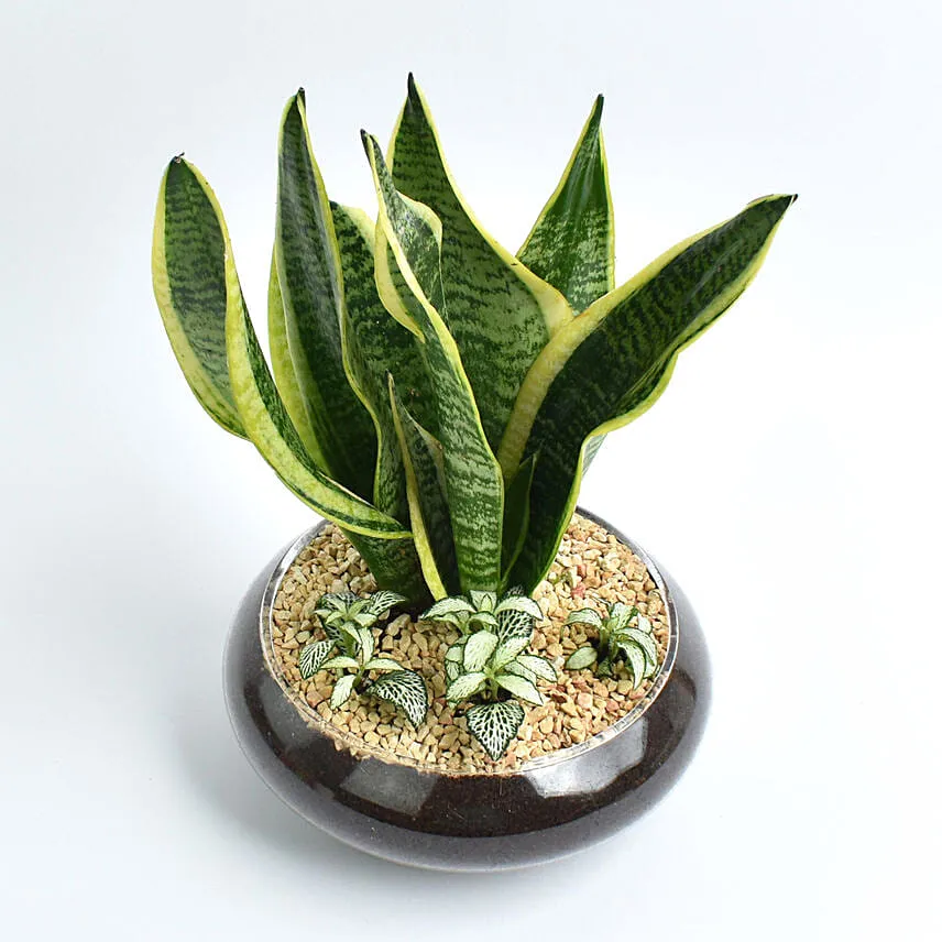 Snake Plant and Fittonia Dish