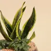 Distinctive Green Plants for Father