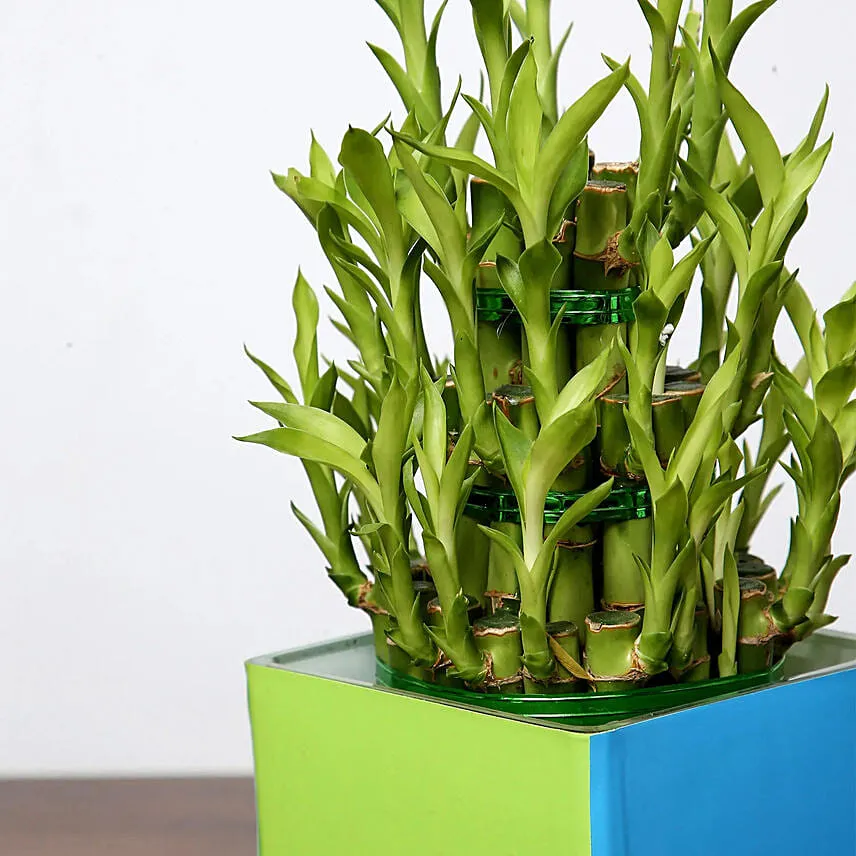 3 Layer Bamboo For Birthday