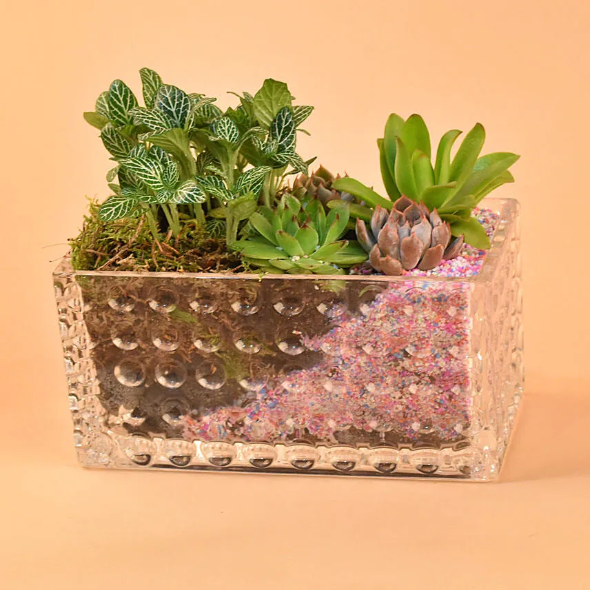 Gorgeous Succulents Terrarium