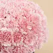 50 Pink Carnations Luxe Arrangement