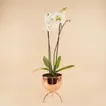 White Orchid in Premium Golden Pot