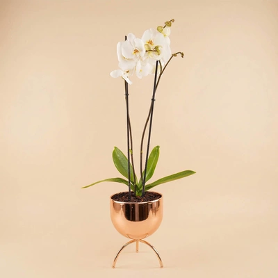 White Orchid in Premium Golden Pot