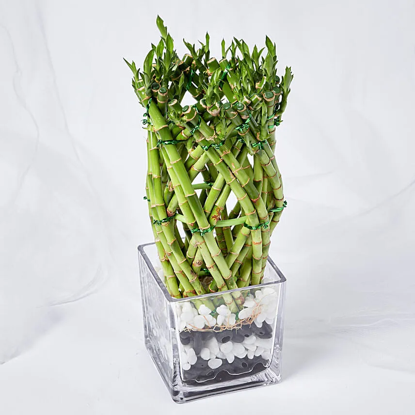 Wishes With Lucky Bamboo and Chocolates