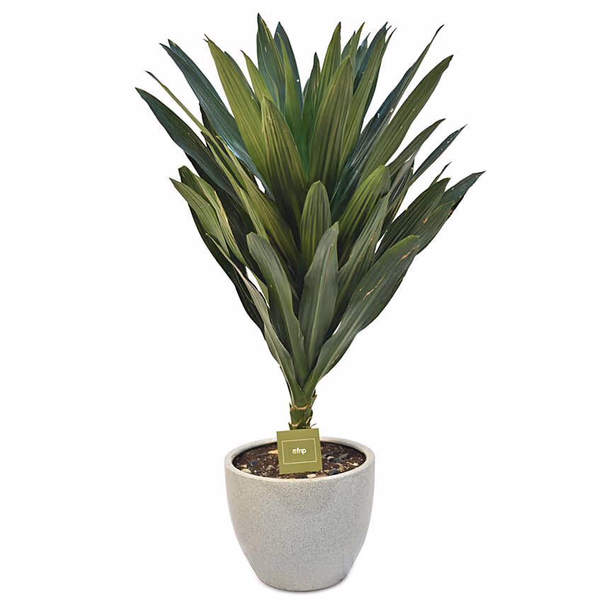 Dracaena Plant In Round Pot