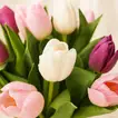 Colorful Tulips Box